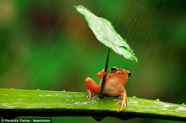 雨的图片，雨的图片唯美清新