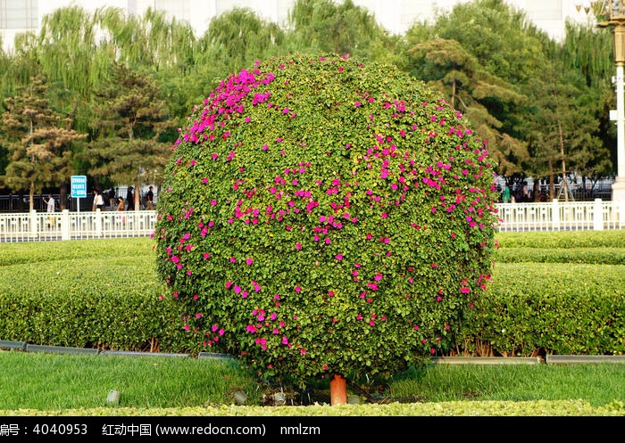 灌木植物，常见灌木图片及名称