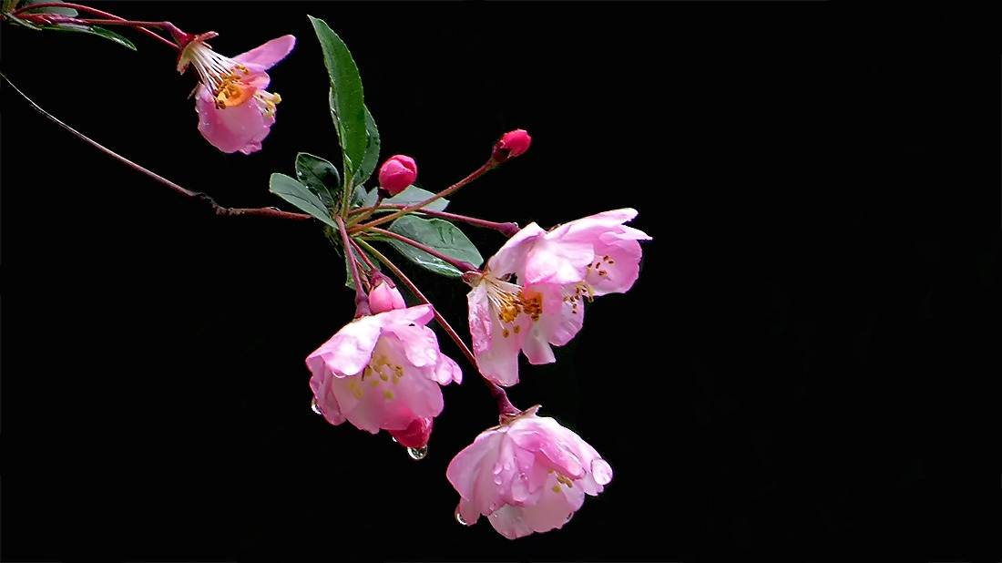 垂丝海棠花，八棱海棠