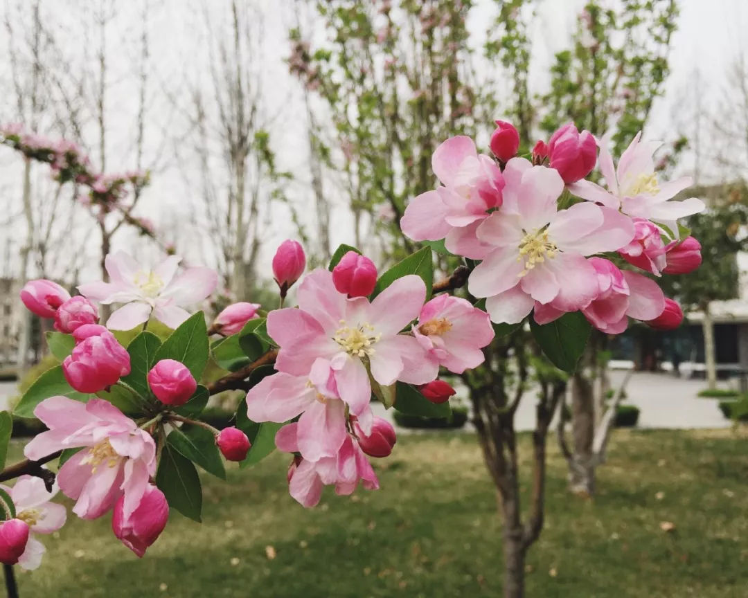 海棠花的花语和寓意，家里最旺财的十种花