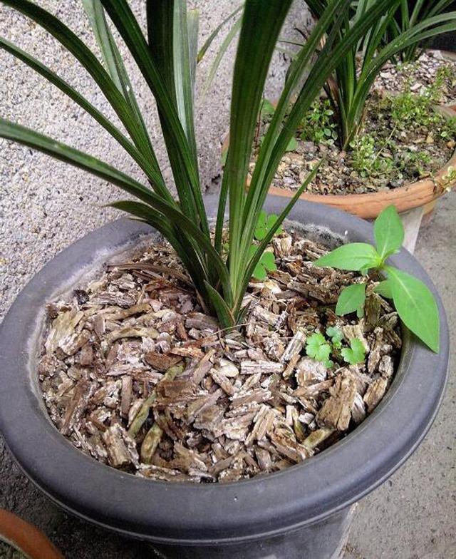 兰花种植技术，兰花的种植与养护