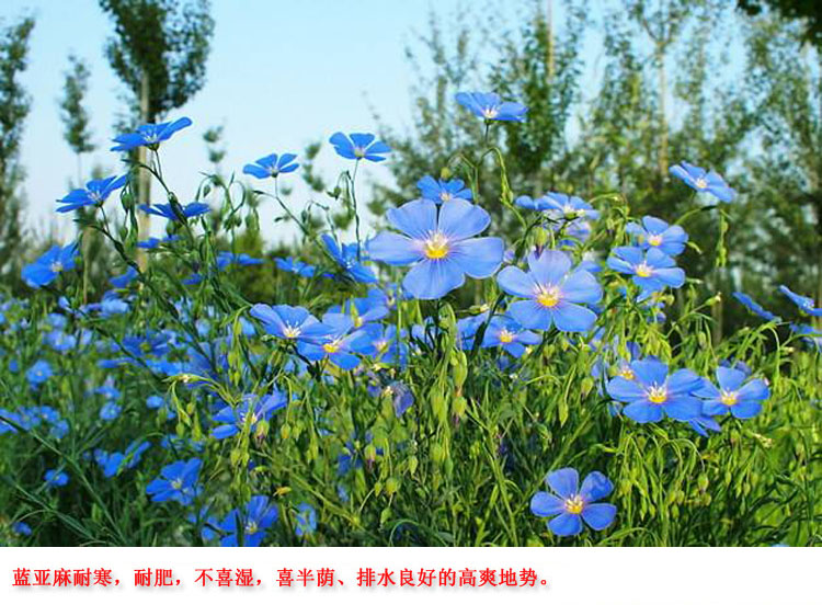 蓝花亚麻图片，波斯菊图片