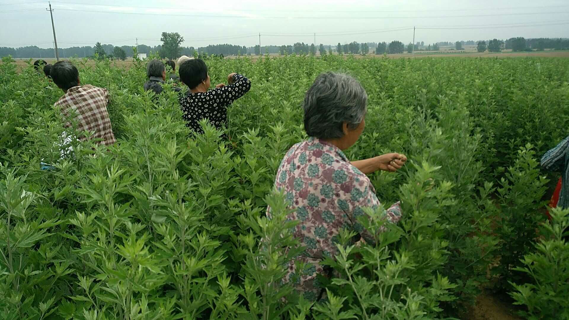 艾草种植技术，种植艾草国家有补贴吗