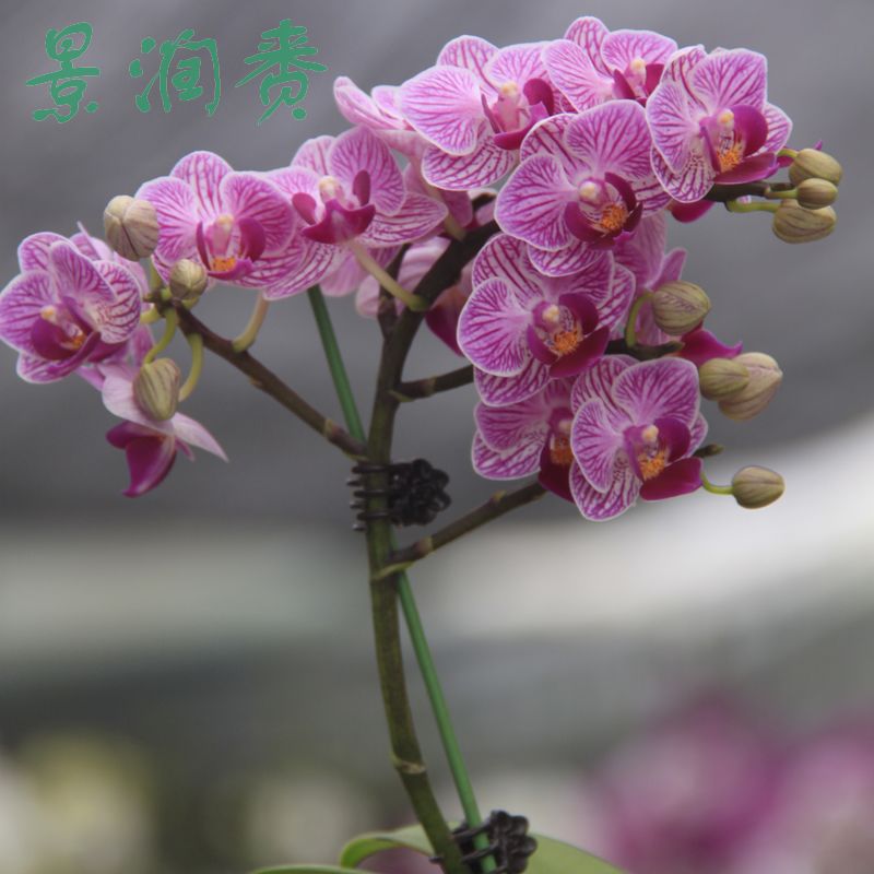 花草植物，室内植物300种图片名称