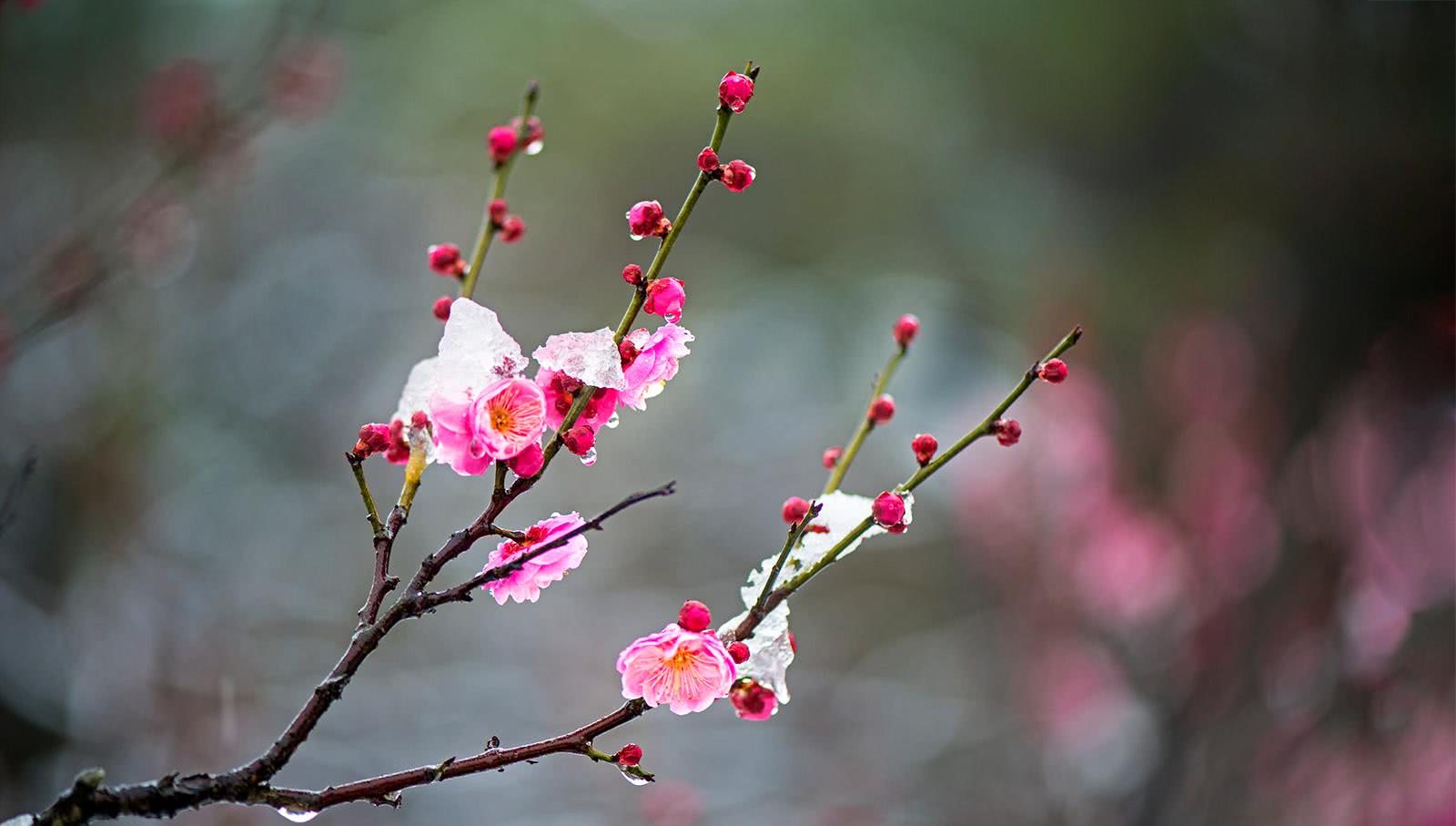 梅花长什么样子图片，梅花叶子图片