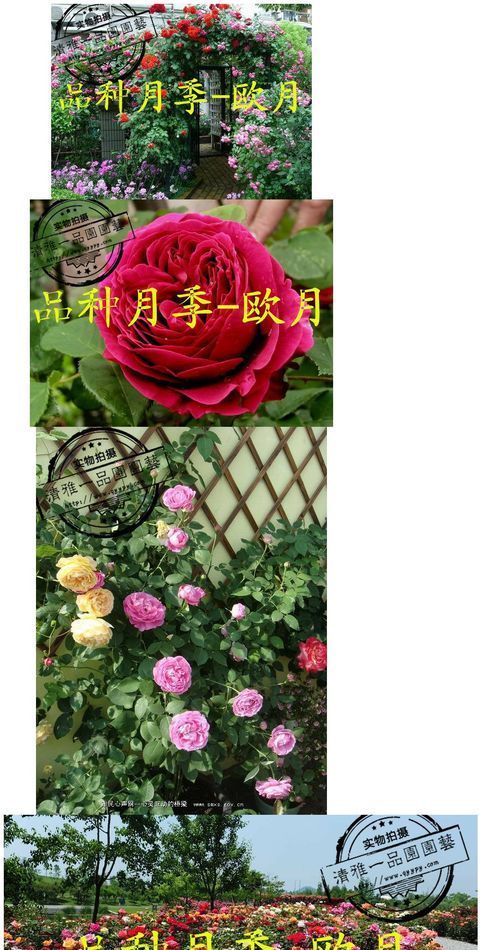 爬藤月季花的养殖方法，月季花怎么扦插