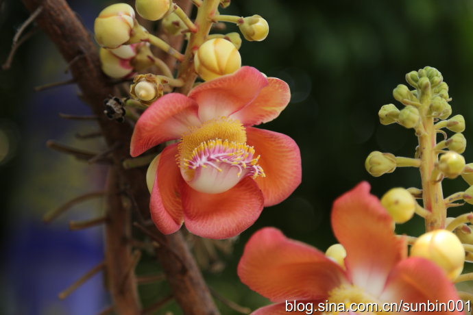 菩提花图片，高清菩提花图片大全