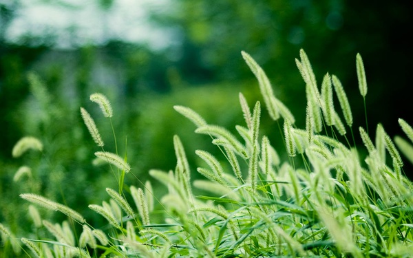 狗尾草的花语是什么，狗尾巴草的经典诗句