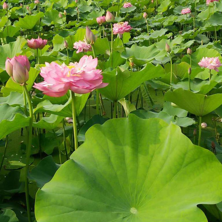 荷花种植，池塘种植荷花的步骤