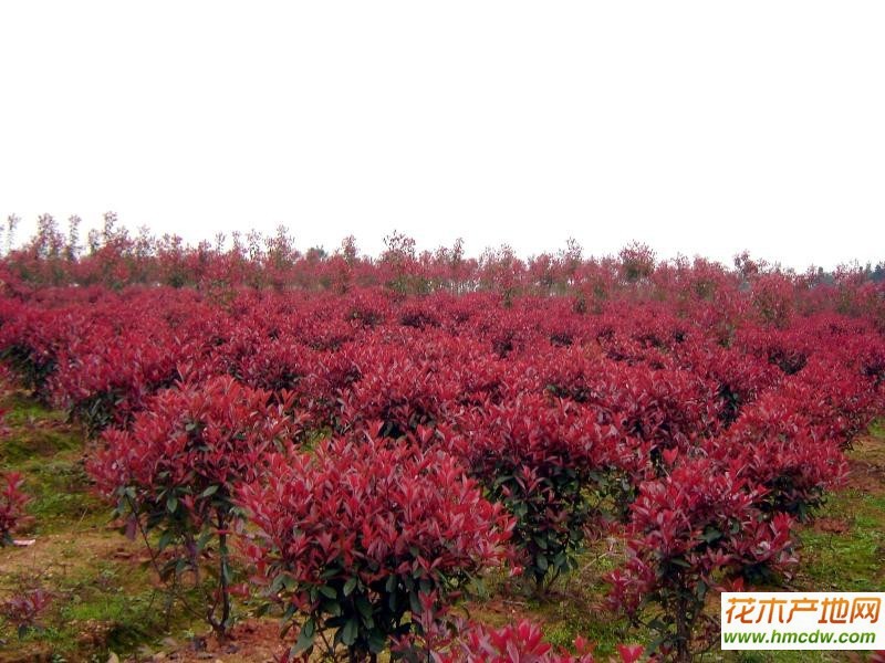 球花石楠，球花石楠单株图片