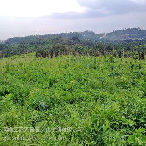 沉香树种植，种植沉香树骗局