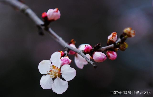 梅花的作用，梅花功效