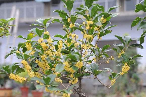 桂花养植，桂花树的风水禁忌