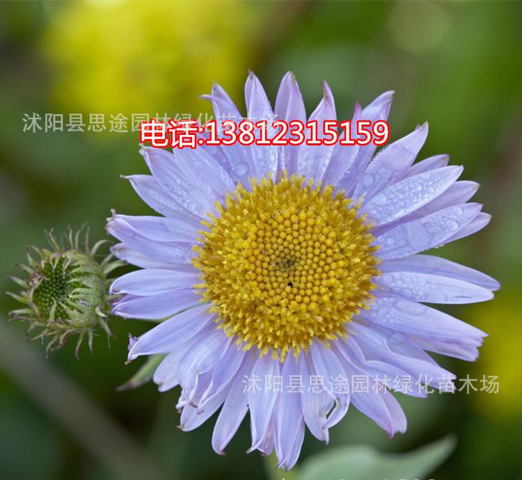 花草种子，花草育苗供应