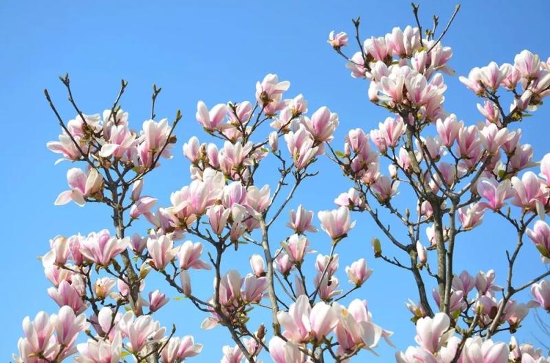 日本辛夷，野木瓜图片