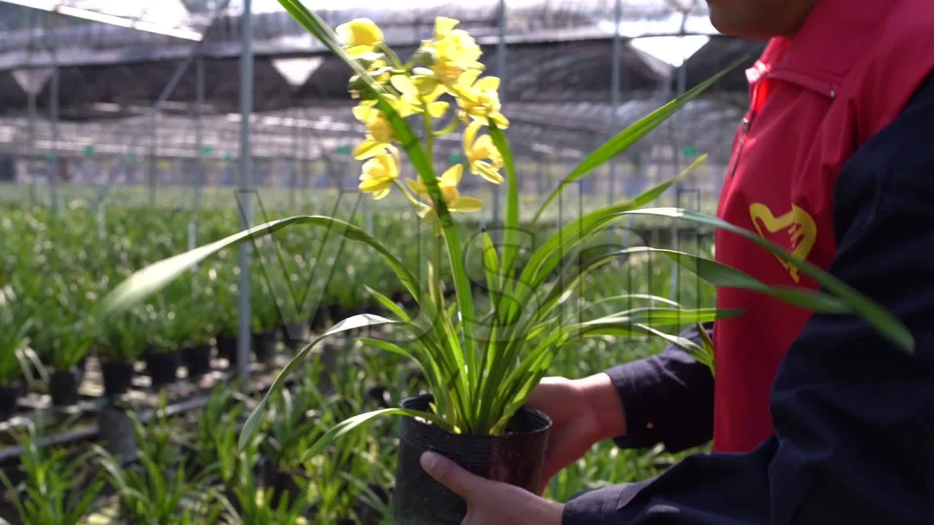 兰花怎样种植，兰花种植方法和注意事项