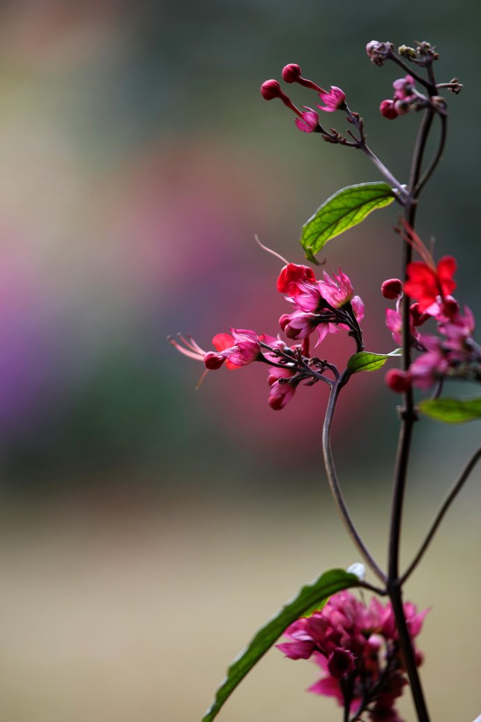 红花龙吐珠，红花龙吐珠什么属