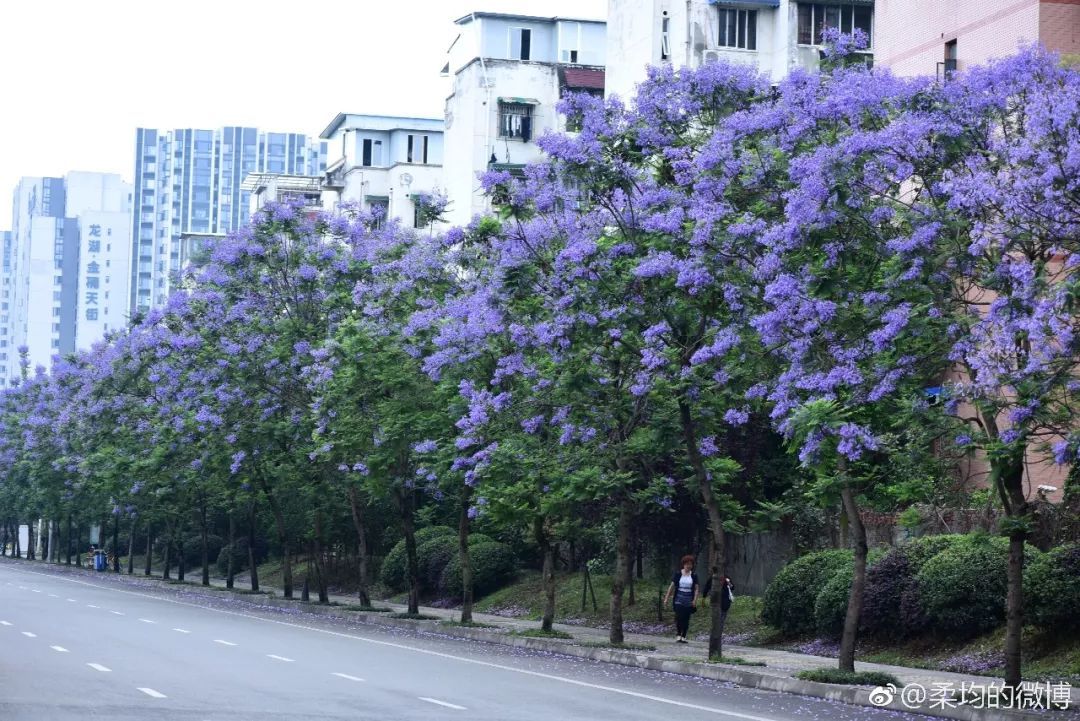 蓝花楹图片，蓝花楹图片壁纸