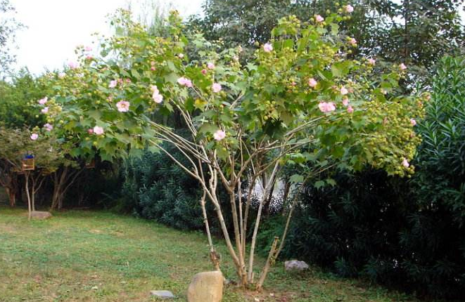 木芙蓉图片，芙蓉花图片大全大图