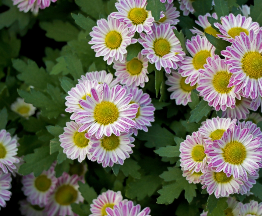 菊花的图片，菊花的特点