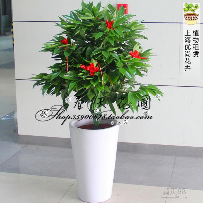 室内植物大全，适合家养的138种花卉