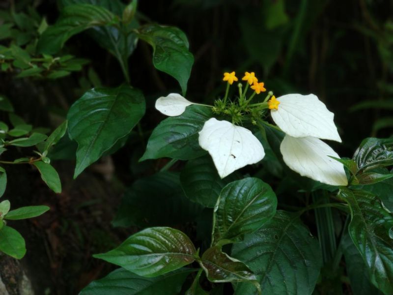 常见50种植物，100种常见植物名称大全