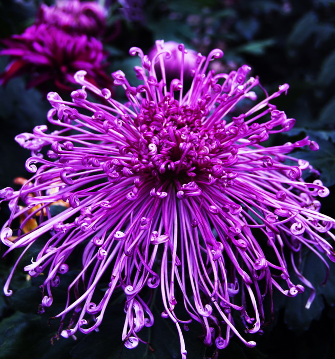 菊花的花语，栀子花的花语