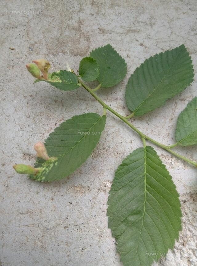 榆树叶，榆树风水禁忌