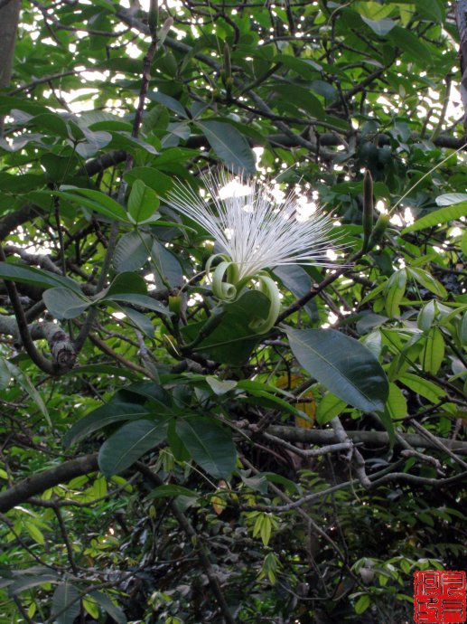 花果，花果图片