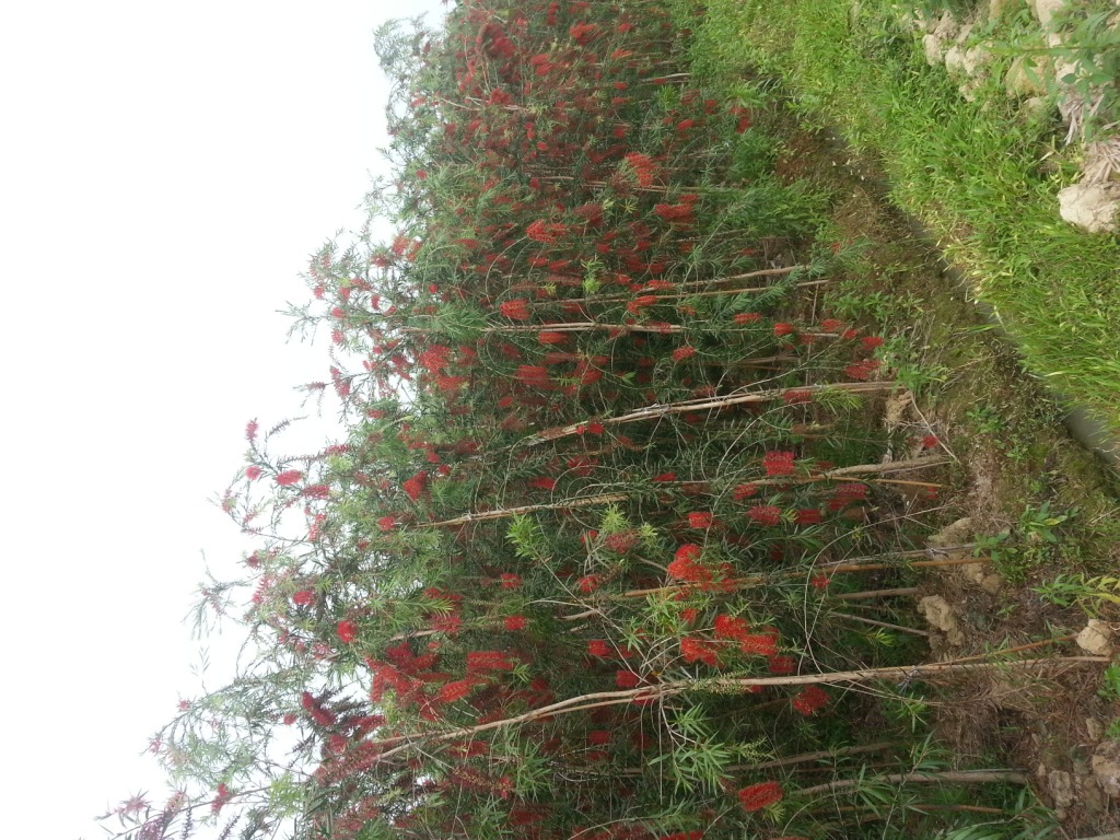 串钱柳，串钱柳又名红千层