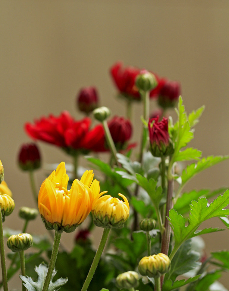 菊花介绍，菊花关简介