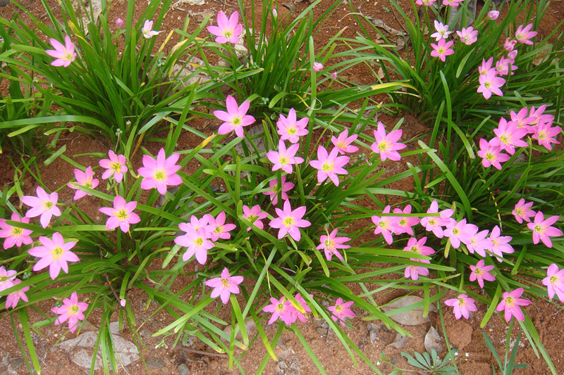 风雨花，韭莲花的图片