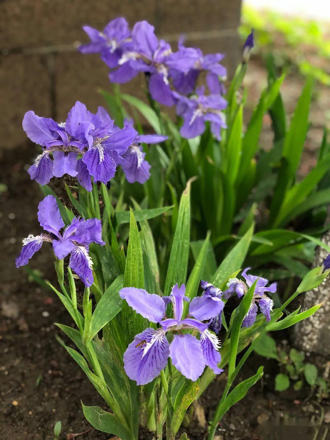 蓝星花，日本蓝星花花语