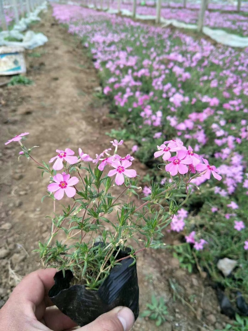 宿根，宿根和木本的区别