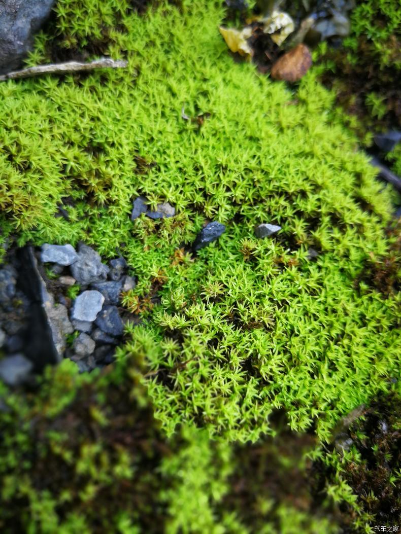 地衣是什么植物，地衣植物的代表植物