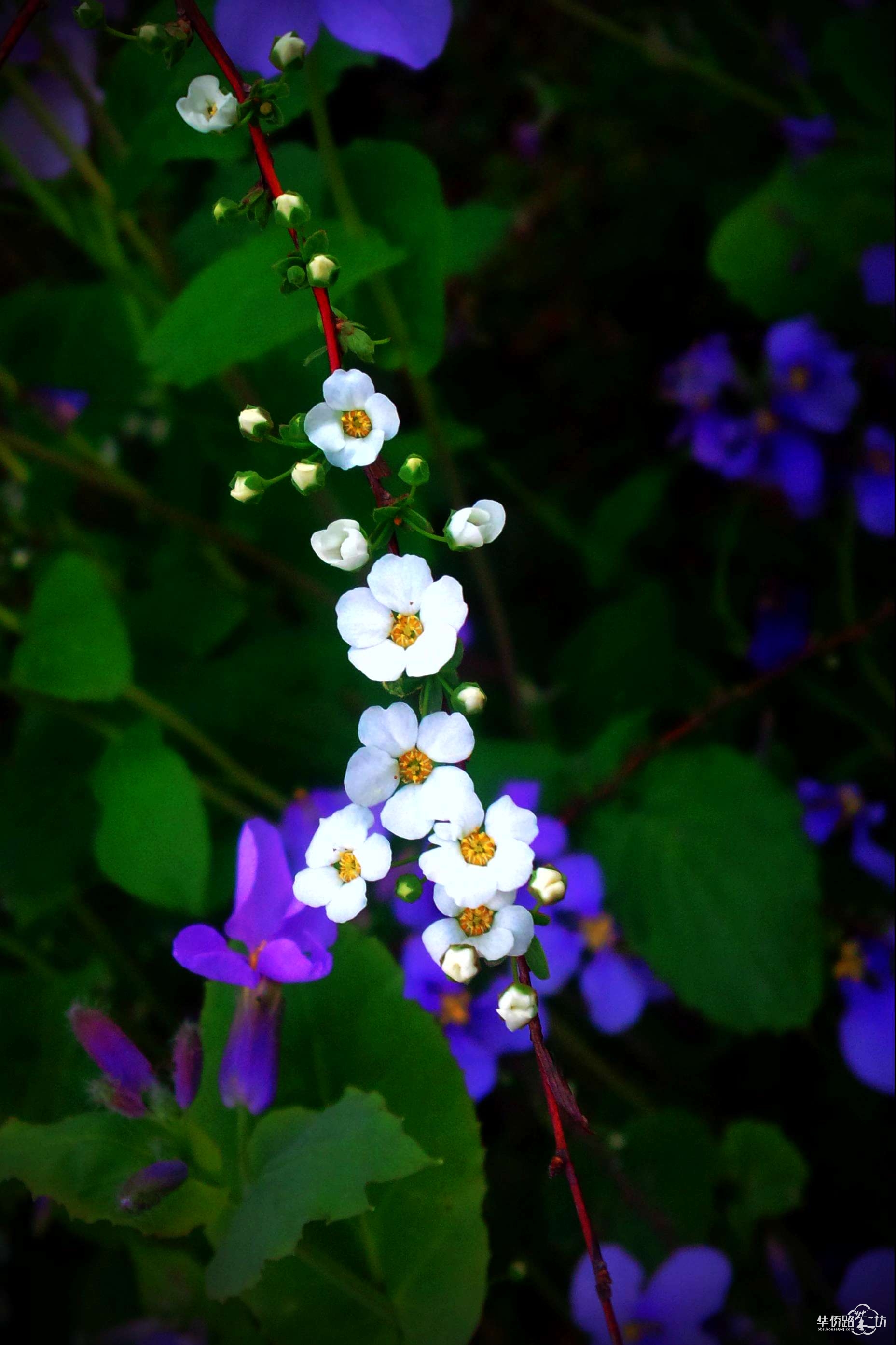 笑靥花，你笑靥如花 后接一句