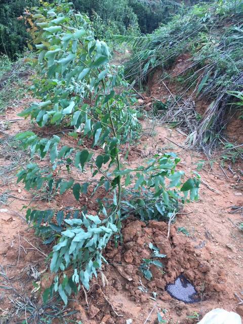 桉树种植，速生桉种植和管理