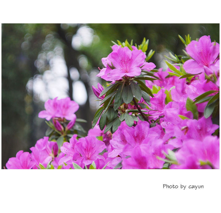 杜鹃花语和寓意，栀子花花语