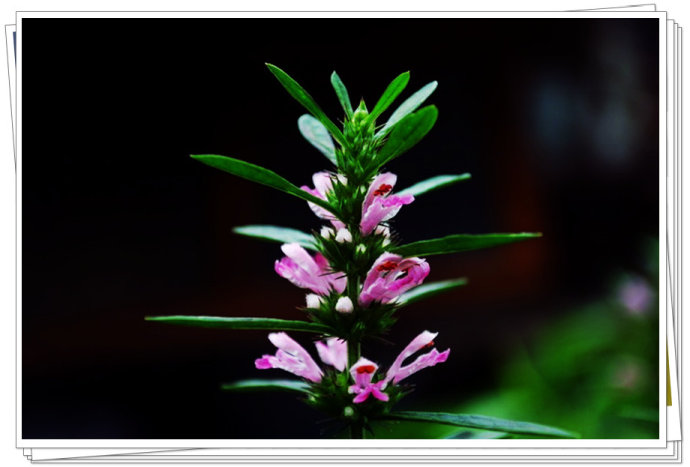 益母草花，益母草长什么样子图片