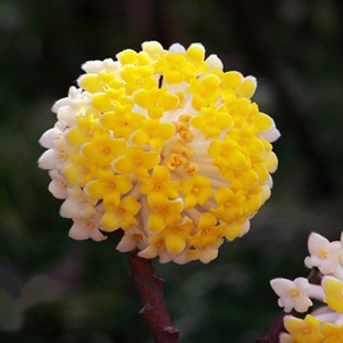 结香花药用，结香花有几种颜色