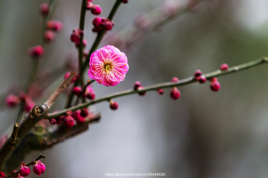 meihua，梅花拼音