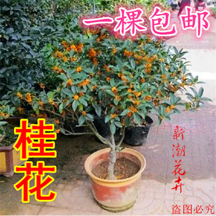 四季桂花的养殖方法和注意事项，四季桂花的家庭养殖