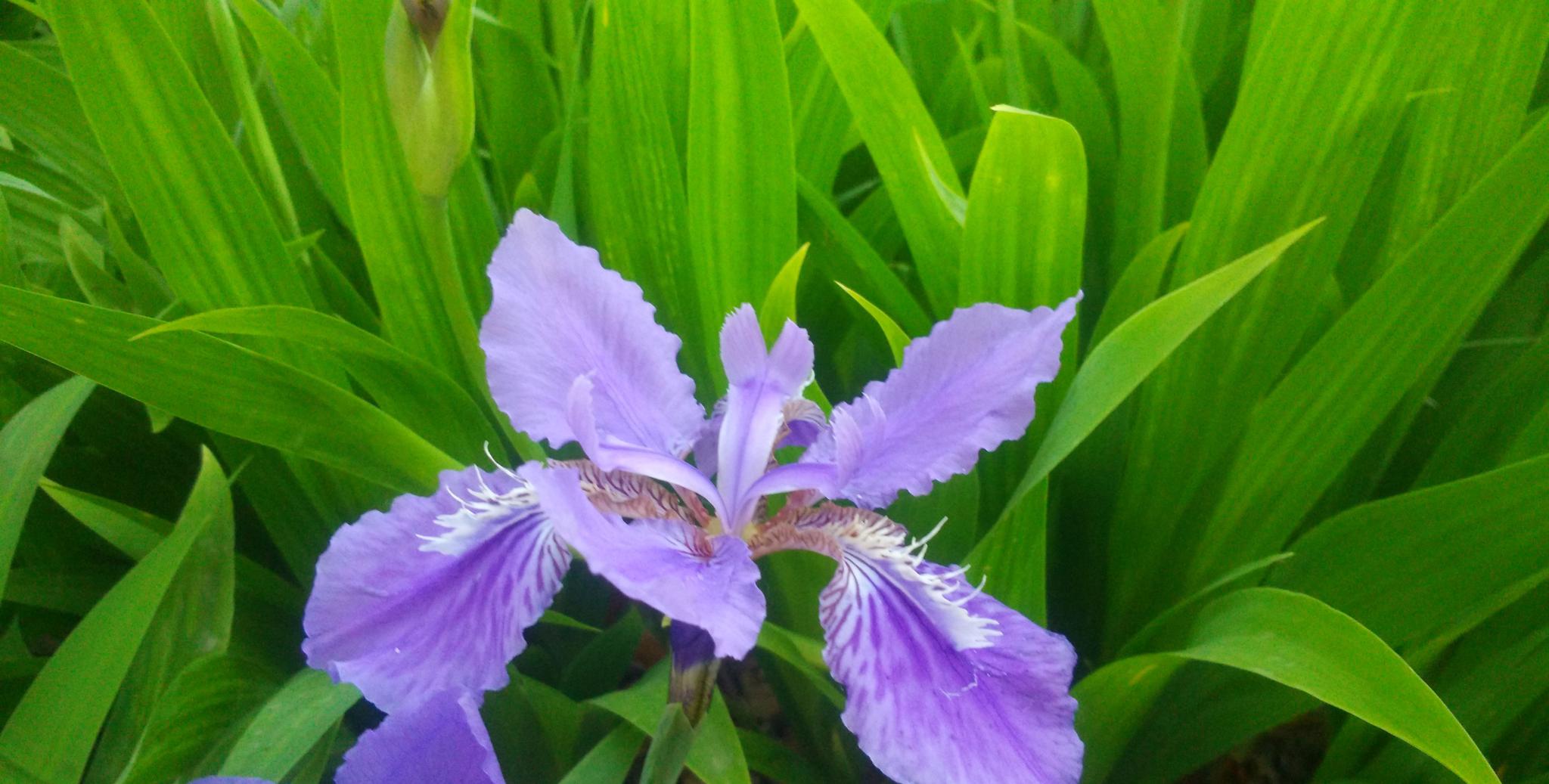 竹花图片，竹子的花长什么样