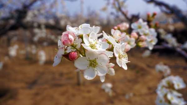 梨花的特点，梨花象征着什么