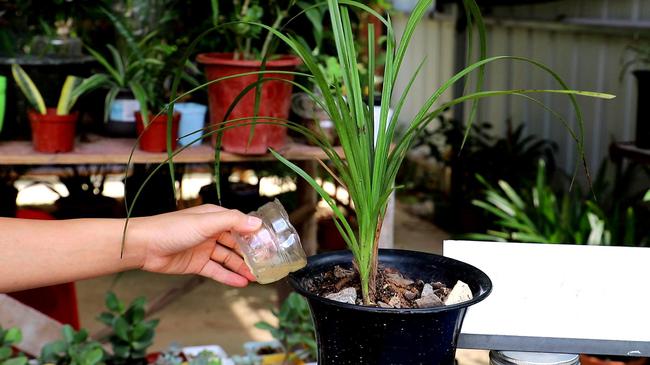 兰花种植方法，兰花养殖方法和栽培