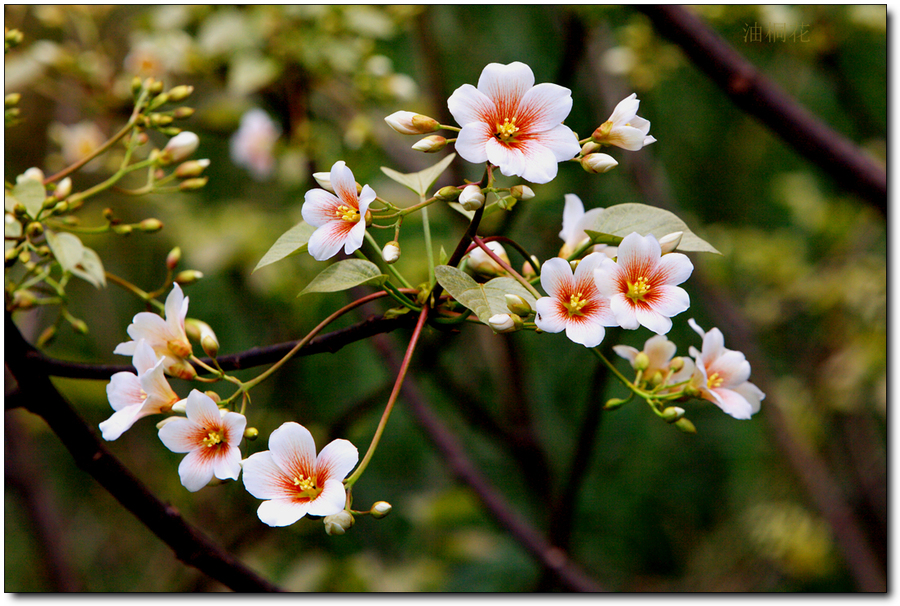 油桐花，油桐花的诗句