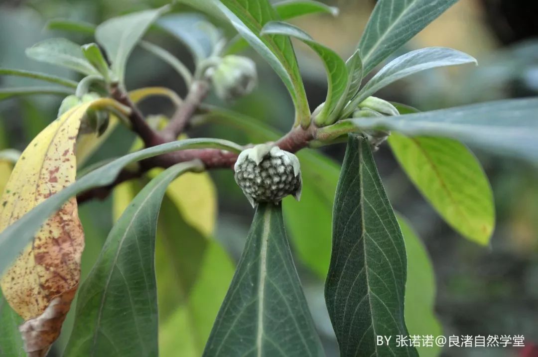 结香属，瑞香科沉香属