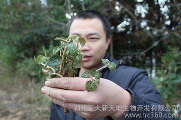 金线莲种植方法，金线莲苗怎么种植方法